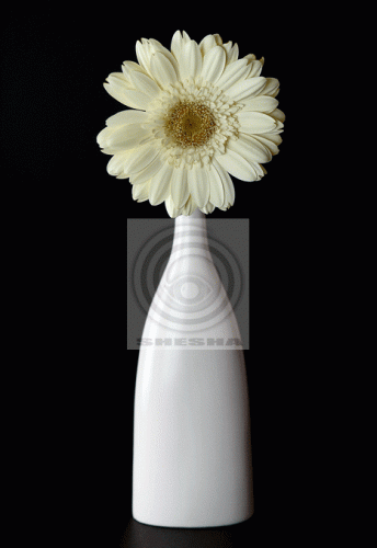 Черный пластиковый фон SHESHA 1х1.4м