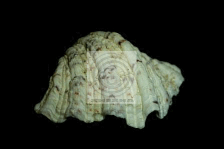 Черный пластиковый фон SHESHA 1х1.4м